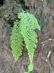 Adiantum concinnum image