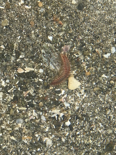 Chloeia pseudeuglochis