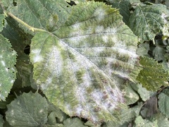 Erysiphe corylacearum