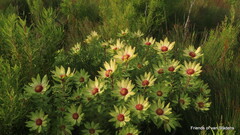 Leucadendron orientale