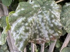 Erysiphe corylacearum