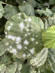 Erysiphe corylacearum