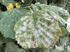 Erysiphe corylacearum