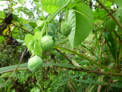 Passiflora quadrangularis