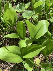 Clintonia uniflora
