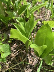 Clintonia uniflora