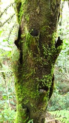 Alsophila firma