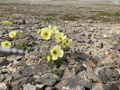 Papaver radicatum