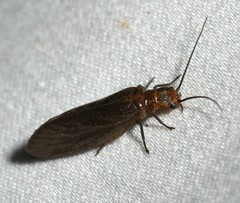Protosialis americana