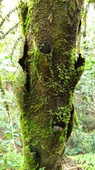 Alsophila firma
