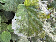 Erysiphe corylacearum