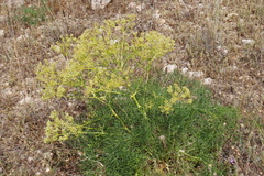 Cachrys sicula