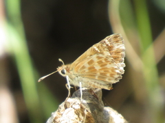 Muschampia baeticus
