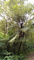 Alsophila firma