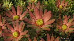 Leucadendron orientale