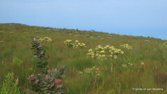 Leucadendron orientale