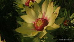 Leucadendron orientale