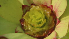 Leucadendron orientale