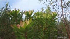 Leucadendron orientale