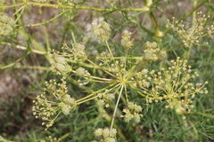 Cachrys sicula