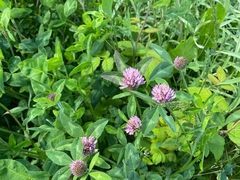 Trifolium pratense