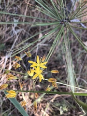 Bloomeria crocea