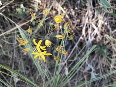 Bloomeria crocea