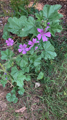 Malva sylvestris