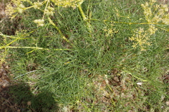 Cachrys sicula