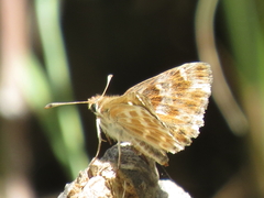 Muschampia baeticus