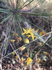Bloomeria crocea
