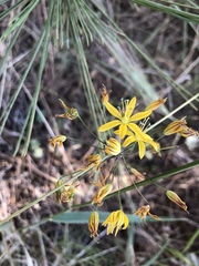 Bloomeria crocea