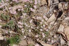 Rhodalsine geniculata