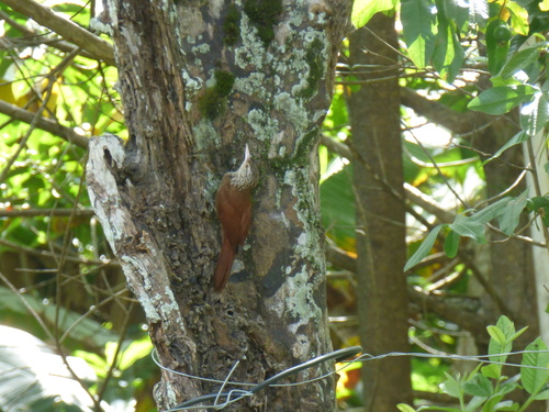 Dendroplex picus