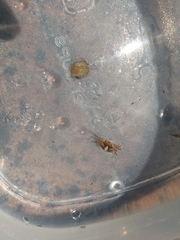 Hemigrapsus sanguineus