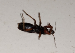 Ectomocoris