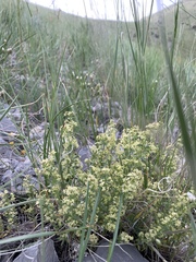 Galium multiflorum