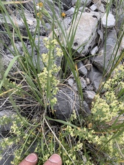 Galium multiflorum