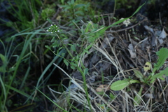 Cardamine dentata