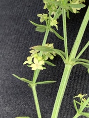 Galium multiflorum