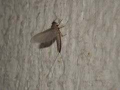 Ephemeroptera