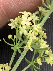 Galium multiflorum