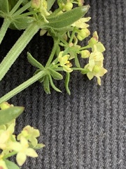 Galium multiflorum