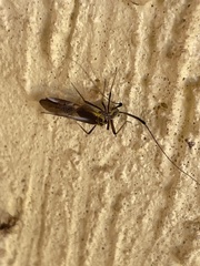 Thyrsophorinae