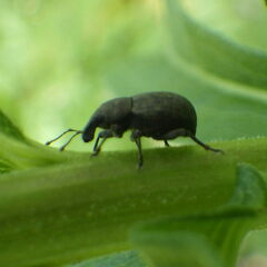 Tropiphorus terricola