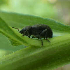 Tropiphorus terricola