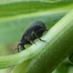 Tropiphorus terricola