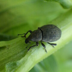Tropiphorus terricola