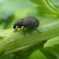 Tropiphorus terricola