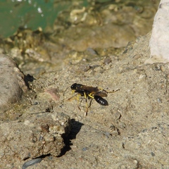 Sceliphron destillatorium